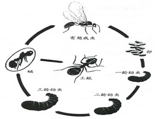 螞蟻